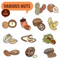 Various nuts. Collection of different nuts vector flat illustration. Concept of healthy eating Royalty Free Stock Photo