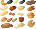 Various nuts and seeds Royalty Free Stock Photo