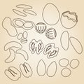 Various nuts types brown outline icons set eps10 Royalty Free Stock Photo