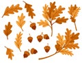 Various oak autumn leaves with acorn flat vector illustration isolated on white background Royalty Free Stock Photo