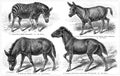 Various odd-toed ungulate animals.