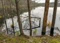 Various old and rotten trees and tree branches on the shore of a swampy lake, flooded forest area, bog