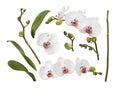 Various orchid flowers, stems and leaves isolated on white background