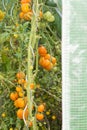 Various organic specie of tomatoes growing into little french gr Royalty Free Stock Photo