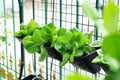 Various Organic Vegetables garden in house area Royalty Free Stock Photo