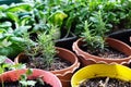 Various Organic Vegetables garden in house area Royalty Free Stock Photo