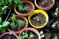 Various Organic Vegetables garden in house area Royalty Free Stock Photo