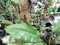 various ornamental plants in the garden in front of the house