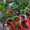 various ornamental plants in the home garden