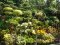 Various ornamental plants sold on the side of the highway