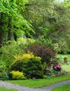 Various ornamental shrubs in summer garden Royalty Free Stock Photo