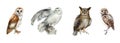 Various owls watercolor set. Hand drawn barn owl, snowy, burrowing, great horned owl on white background. Forest Royalty Free Stock Photo