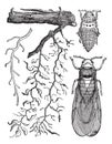 Various parts of insects, vintage engraving