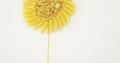 Various pasta arranged in sunflower shaped on white background