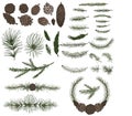 Various pine,spruce branches ,cones Royalty Free Stock Photo