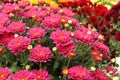 Various pink garden mums in bloom between buds Royalty Free Stock Photo