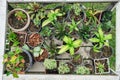 Various plant green leaves growing in pot on wooden cart