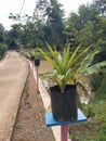 Various Plant in Pot Beside Road