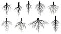 Various plant root systems Royalty Free Stock Photo