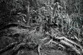 Various plant and tree roots in black and white