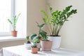 Various plants in different pots on table. Indoor garden home. Green garden in the room Royalty Free Stock Photo