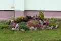 Various plants and open blooming colorful flowers surrounded with small decorative rocks and grass planted in local home garden Royalty Free Stock Photo