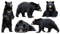Various postures of a black bear Royalty Free Stock Photo
