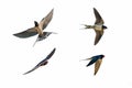 Various postures of swallow on white