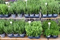 Various potted herbs like oregano, marjoram or rosemary