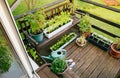 Various potted herbs and plants growing on home wood balcony in summer, small vegetable garden.