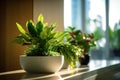 Various potted plants on the sunny windowsill. Generative AI Royalty Free Stock Photo