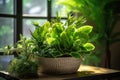 Various potted plants on the sunny windowsill. Generative AI Royalty Free Stock Photo