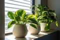 Various potted plants on the sunny windowsill. Generative AI Royalty Free Stock Photo