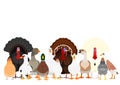 Various poultry in a group