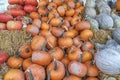 Various Pumkins Royalty Free Stock Photo