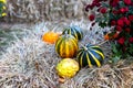 Various pumpkins and flowers on the hay Royalty Free Stock Photo