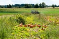Various Pumpkins in green field during fall Royalty Free Stock Photo