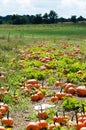Various Pumpkins in green field during fall Royalty Free Stock Photo