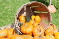 Various Pumpkins and other gourds in basket on table during fall Royalty Free Stock Photo