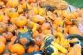Various Pumpkins and other gourds on table during fall Royalty Free Stock Photo