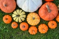 Various pumpkins and squashes on the grass