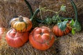 Various pumpkins on straw bales, decorative and delicious, autumn harvest concept for thanksgiving and halloween Royalty Free Stock Photo