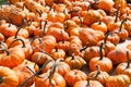 Various Pumpkins on table during fall Royalty Free Stock Photo