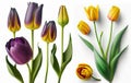 Various purple yellow tulips in front of a white background 3D effect Royalty Free Stock Photo