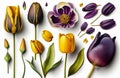 Various purple yellow tulips in front of a white background 3D effect Royalty Free Stock Photo