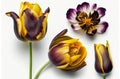 Various purple yellow tulips in front of a white background 3D effect