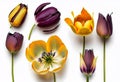 Various purple yellow tulips in front of a white background 3D effect