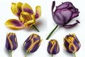 Various purple yellow tulips in front of a white background 3D effect