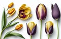 Various purple yellow tulips in front of a white background 3D effect