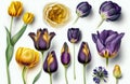 Various purple yellow tulips in front of a white background 3D effect